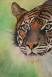 Margaret White - Tiger Bright.jpg